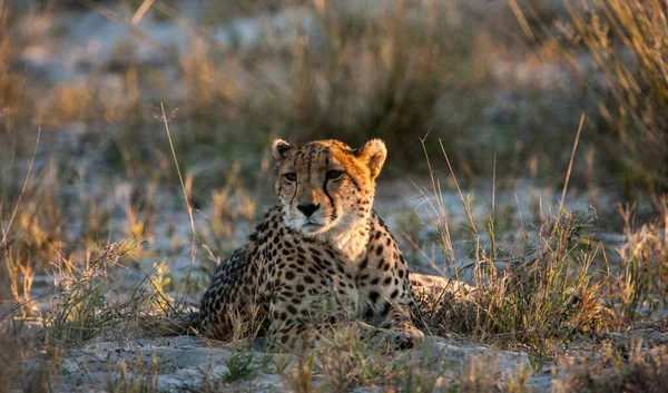 Guépard Acinonyx Jubatus Soemmeringii Dans Delta Okavango Botswana — Photo