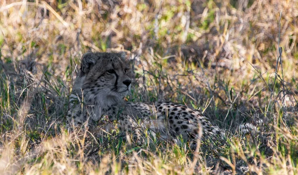 Ghepardo Acinonyx Jubatus Soemmeringii Nel Delta Dell Okavango Botswana — Foto Stock