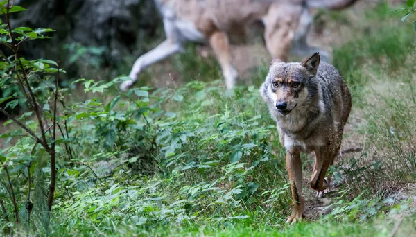 Lobos Parque Nacional Bosque Baviera Baviera Alemania —  Fotos de Stock