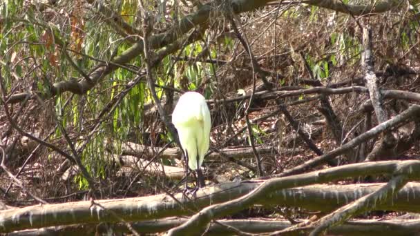 White Heron Nella Palude Natural Bridges State Beach Sanctuary Santa — Video Stock