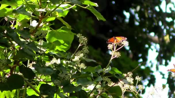 Mariposa Monarca Vista Desde Sendero Mariposas Monarca Santuario Natural Bridges — Vídeo de stock