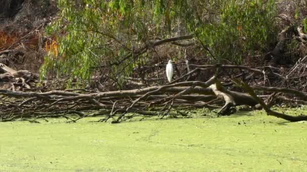 Marais Dans Les Ponts Naturels State Beach Sanctuary Santa Cruz — Video