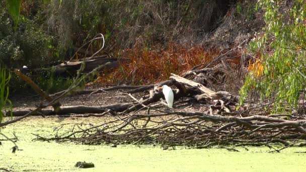 White Heron Nella Palude Natural Bridges State Beach Sanctuary Santa — Video Stock