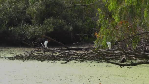 White Heron Nella Palude Natural Bridges State Beach Sanctuary Santa — Video Stock