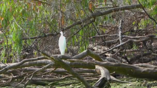 White Heron Nella Palude Natural Bridges State Beach Sanctuary Santa — Video Stock