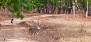 Hindistandaki Bandhavgarh Ulusal Parkı 'nda benekli geyik ya da eksen geyiği olarak da bilinir. Bandhavgarh Madhya Pradesh 'te yer almaktadır.
