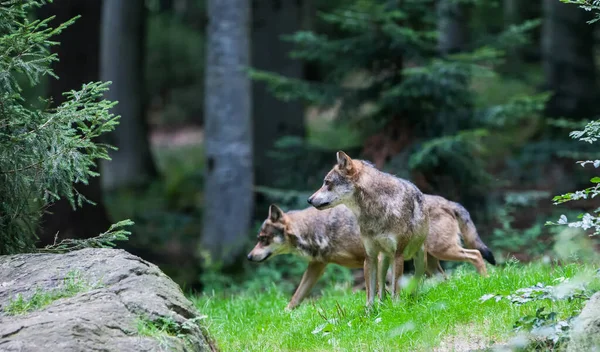 Wilki Bawarskim Parku Narodowym Bawaria Niemcy — Zdjęcie stockowe