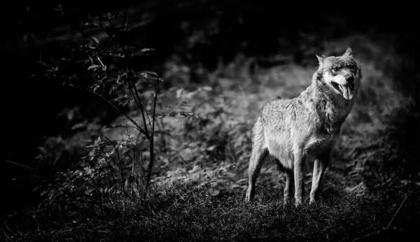 Loup Dans Parc National Forêt Bavaroise Bavière Allemagne — Photo