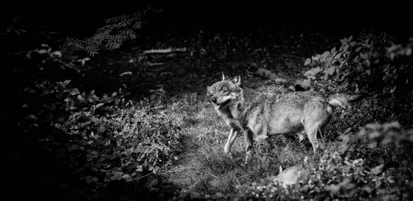 Loups Dans Parc National Forêt Bavaroise Bavière Allemagne — Photo