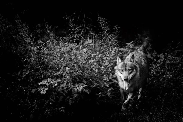 Wolf Bavarian Forest National Park Baviera Alemanha — Fotografia de Stock