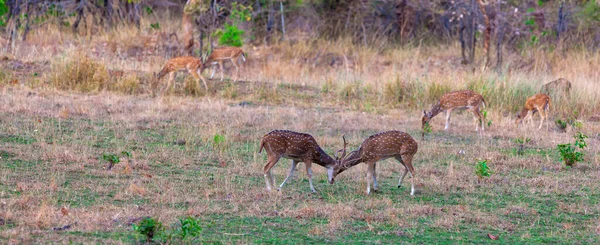 Chital Cheetal Deers Axis Axis Also Known Spotted Deer Axis — Stock Photo, Image