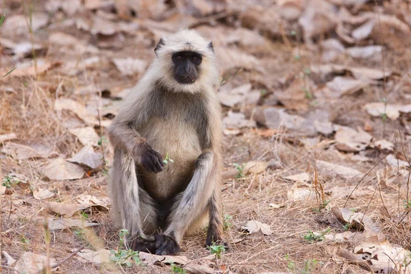 Gray Langur Auch Bekannt Als Hanuman Langur Bandhavgarh Nationalpark Indien — Stockfoto