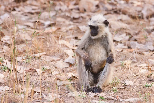 그레그 인도의 공원에서 하누만 랑그로 도알려져 있습니다 Bandhavgarh Madhya Pradesh — 스톡 사진