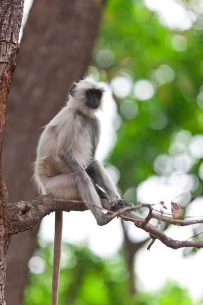 Gray Langur Más Néven Hanuman Langur Indiai Bandhavgarh Nemzeti Parkban — Stock Fotó