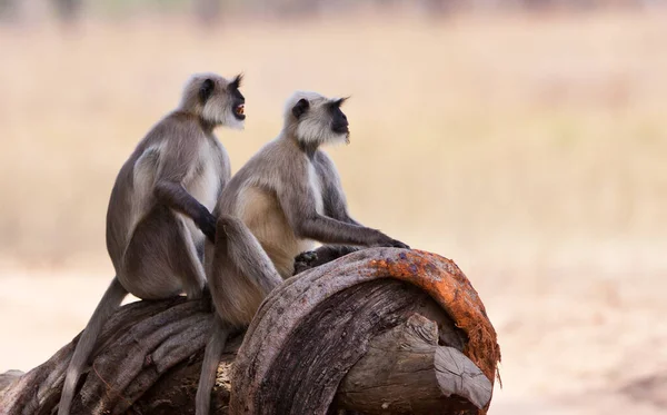 Gray Langurs Tunnetaan Myös Nimellä Hanuman Langur Bandhavgarhin Kansallispuistossa Intiassa — kuvapankkivalokuva