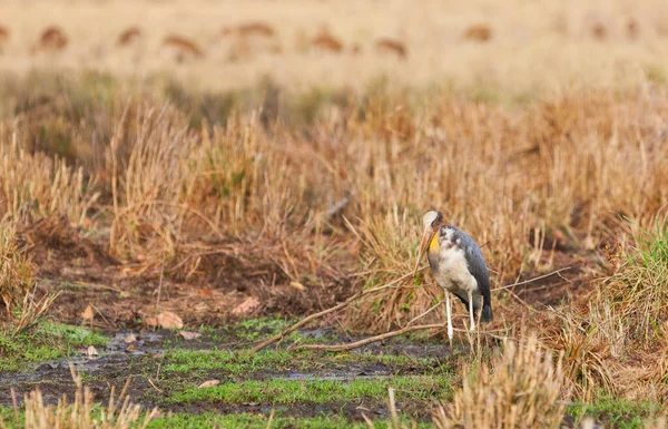 Cigogne Marabou Dans Parc National Bandhavgarh Inde Bandhavgarh Est Situé — Photo