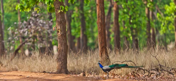 Bellissimo Uccello Pavone Sulla Natura — Foto Stock