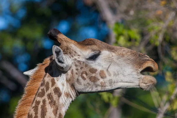 Καμηλοπάρδαλη Giraffa Camelopardalis Στο Δέλτα Του Okavango Στη Μποτσουάνα Αφρική — Φωτογραφία Αρχείου