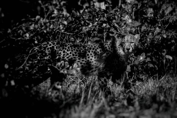 Cheetah Acinonyx Jubatus Soemmeringii Okavango Delta Botswana — Stockfoto