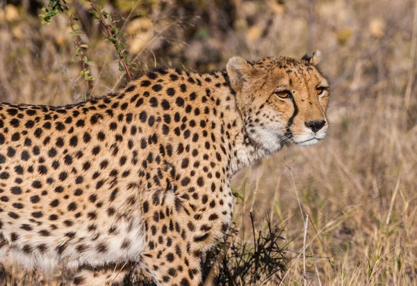 Guépard Acinonyx Jubatus Soemmeringii Dans Delta Okavango Botswana — Photo