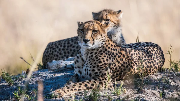 Gepardi Acinonyx Jubatus Soemmeringii Deltě Okavango Botswaně — Stock fotografie