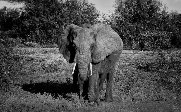 Afrikai Elefánt Manyara Nemzeti Parkban Tanzánia — Stock Fotó