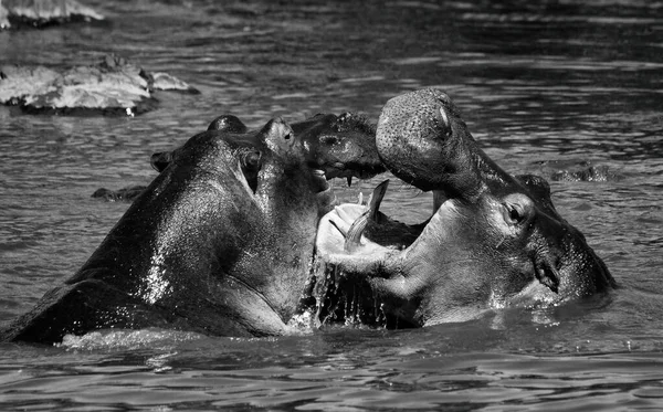 Hipopótamo Parque Nacional Del Serengeti Tanzania — Foto de Stock