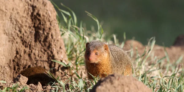 Dvärg Mongoose Serengeti National Park Tanzania — Stockfoto