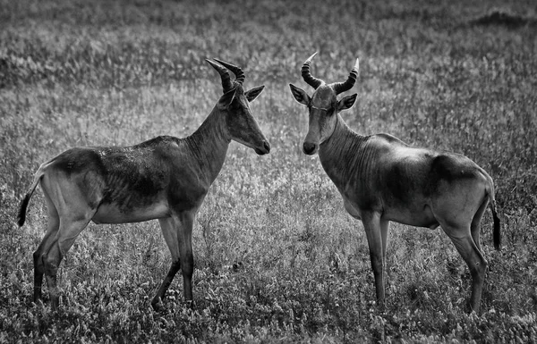 Antilopi Topi Nel Parco Nazionale Del Serengeti Great Rift Valley — Foto Stock