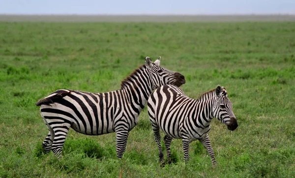 Zebras Parque Nacional Serengeti Tanzânia — Fotografia de Stock