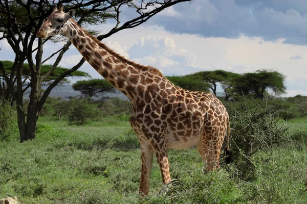 Jerapah Taman Nasional Serengeti Tanzania — Stok Foto