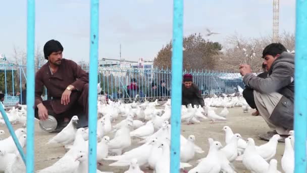 Azonosítatlan Afgán Emberek Galambokat Etetnek Észak Afganisztáni Mazar Sharifban Található — Stock videók