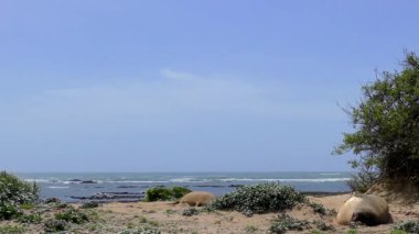 Califonia, Usa 'daki Ano Nuevo Eyalet Parkı' nda Kuzey Fil fokları (Mirounga angustirostris)