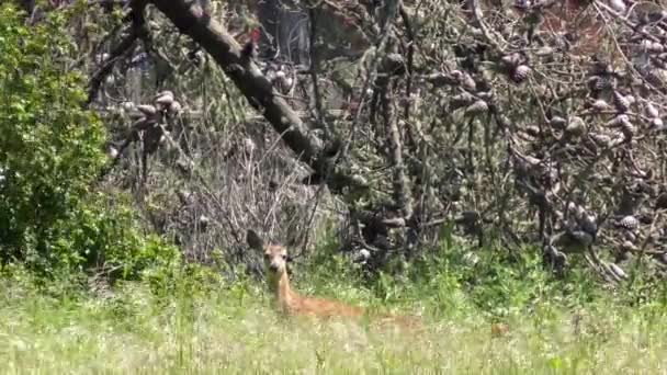 Deer Natural Bridges State Park California Usa — стокове відео