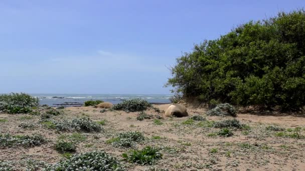 Noordelijke Zeeolifanten Mirounga Angustirostris Het Ano Nuevo State Park Califonia — Stockvideo