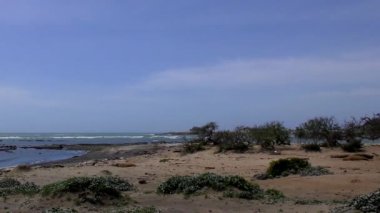 Califonia, Usa 'daki Ano Nuevo Eyalet Parkı' nda Kuzey Fil fokları (Mirounga angustirostris)