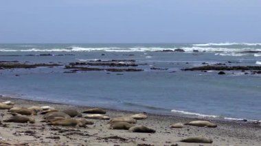 Califonia, Usa 'daki Ano Nuevo Eyalet Parkı' nda Kuzey Fil fokları (Mirounga angustirostris)