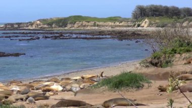 Califonia, Usa 'daki Ano Nuevo Eyalet Parkı' nda Kuzey Fil fokları (Mirounga angustirostris)