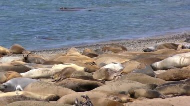 Califonia, Usa 'daki Ano Nuevo Eyalet Parkı' nda Kuzey Fil fokları (Mirounga angustirostris)