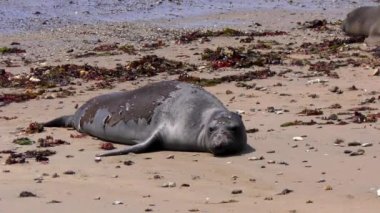 Califonia, Usa 'daki Ano Nuevo Eyalet Parkı' nda Kuzey Fil fokları (Mirounga angustirostris)