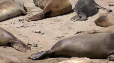 Califonia, Usa 'daki Ano Nuevo Eyalet Parkı' nda Kuzey Fil fokları (Mirounga angustirostris)