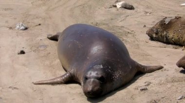 Califonia, Usa 'daki Ano Nuevo Eyalet Parkı' nda Kuzey Fil fokları (Mirounga angustirostris)