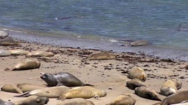 Califonia, Usa 'daki Ano Nuevo Eyalet Parkı' nda Kuzey Fil fokları (Mirounga angustirostris)