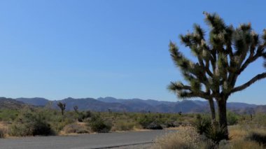 Güney Kaliforniya 'daki Joshua Tree Ulusal Parkı, Usa, 2017