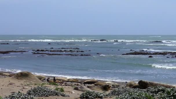 Phoques Éléphants Nord Mirounga Angustirostris Dans Parc National Ano Nuevo — Video