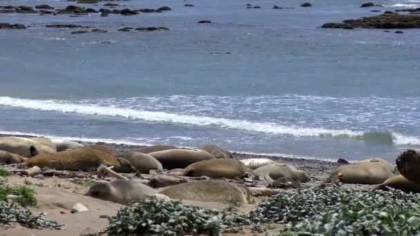 Elefantes Marinos Del Norte Mirounga Angustirostris Parque Estatal Ano Nuevo — Vídeo de stock