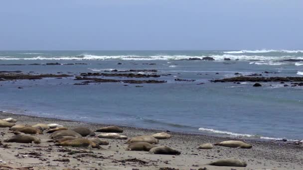 Elefantes Marinos Del Norte Mirounga Angustirostris Parque Estatal Ano Nuevo — Vídeo de stock