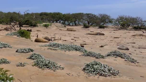 Elefantes Marinos Del Norte Mirounga Angustirostris Parque Estatal Ano Nuevo — Vídeos de Stock