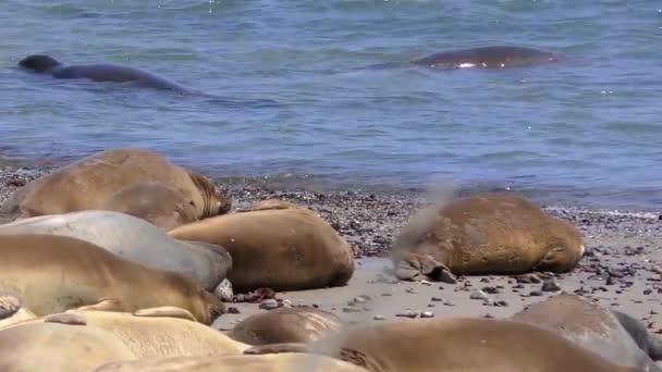 Elefantes Marinos Del Norte Mirounga Angustirostris Parque Estatal Ano Nuevo — Vídeo de stock