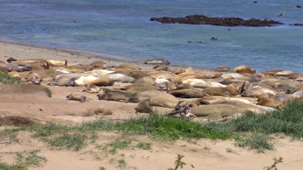 Elefantes Marinos Del Norte Mirounga Angustirostris Parque Estatal Ano Nuevo — Vídeo de stock